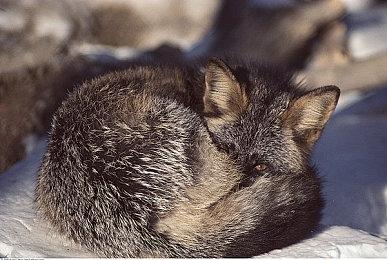 《围攻》创意总监Leroy Athanassoff：不考虑制作《彩虹六号：围攻》续集